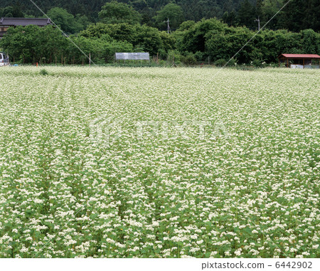 蕎麥花 蕎麥花 6442902