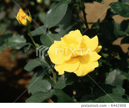 Roses (Midas Touch) Roses (Midas Touch) 6442908