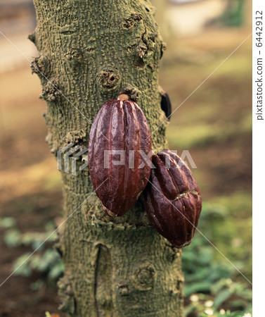 Greenhouse cacao Greenhouse cacao 6442912