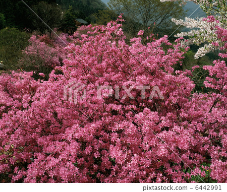 Iwane Mountain Mitsuba杜鵑花 6442991