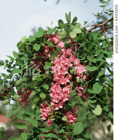 Niseakashia (Cascade Rouge) Niseakashia (Cascade Rouge) 6443000