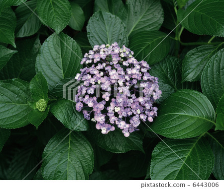 馬鯖魚 馬鯖魚 6443006