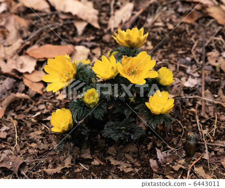 阿多尼斯 6443011