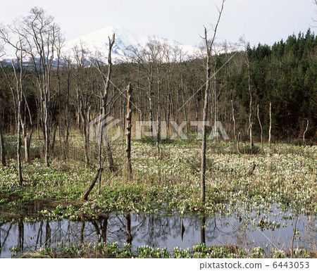 Water Basho group 6443053