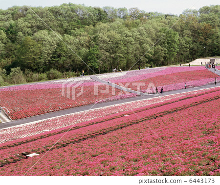 Shiba Zakura Park 6443173
