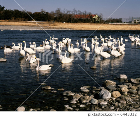 天鵝飛地 6443332