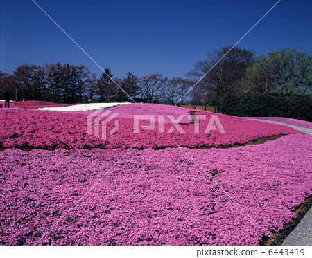 Moss phlox  6443419