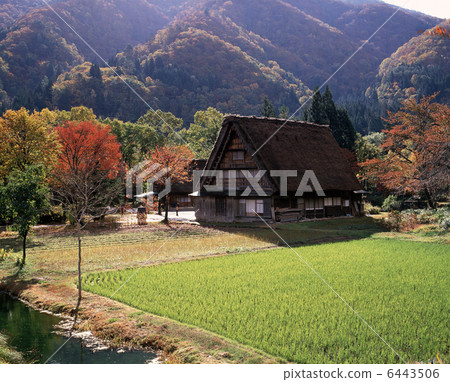 肌腱長焦 6443506