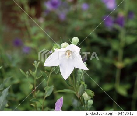 由翻譯提供支持 6443515