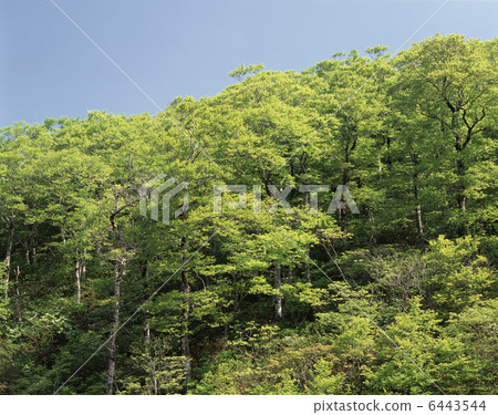 Fresh green beech forest 6443544