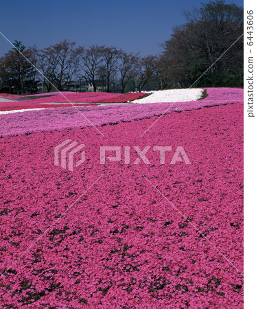 Moss phlox  6443606