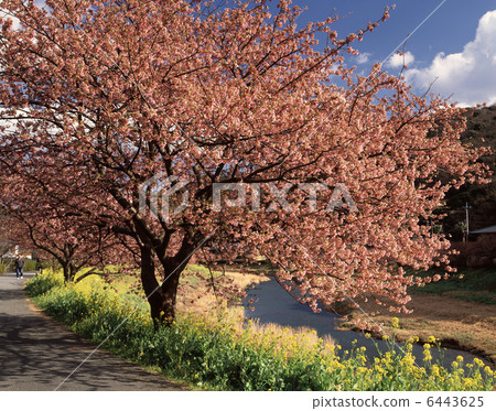 Aono River和Minami's Cherry Aono River和Minami's Cherry 6443625