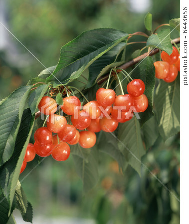 Cherries (Nishiki Sato) 6443656