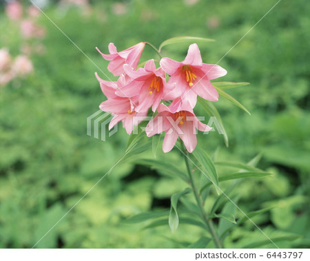 小百合姬 小百合姬 6443797