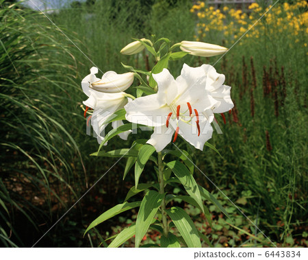 Lily (Casablanca) Lily (Casablanca) 6443834