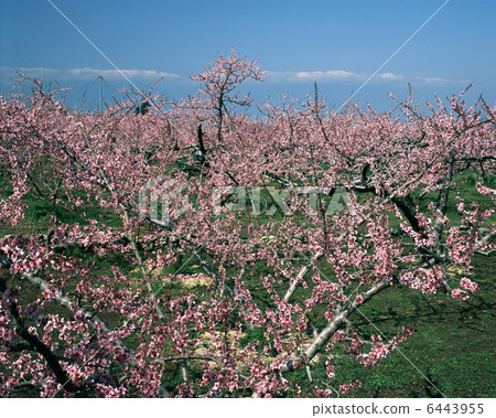 Peach Blossom Peach Blossom 6443955