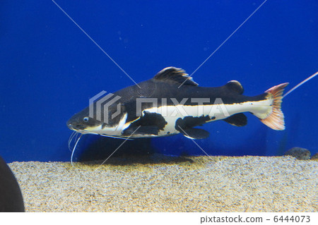 紅尾貓山水族館（北見市生活能力鎮） 6444073