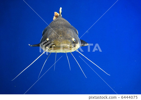 Red Tail Cat Fish Mountain Aquarium (Kitami City Lingiba-cho) Red Tail Cat Fish Mountain Aquarium (Kitami City Lingiba-cho) 6444075