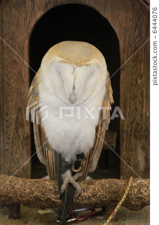 Barn owl Barn owl 6444076