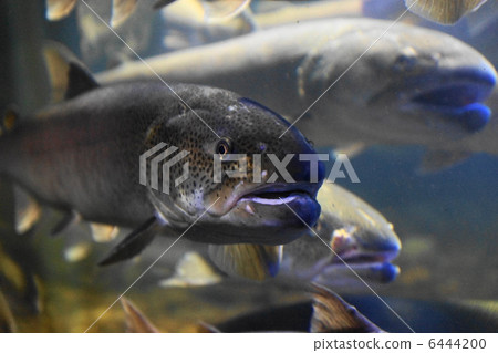 幻影魚伊藤裕的水族館（北見市生活市鎮） 6444200