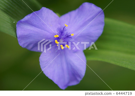 It is an image of the flower of summer in the violet grass field ... 6444719
