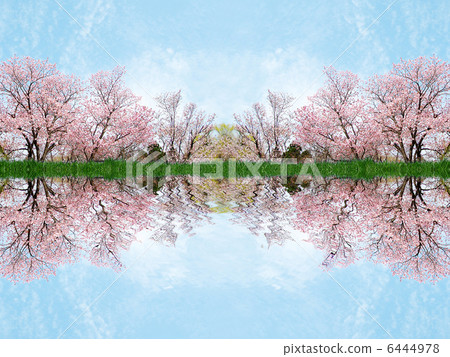 Cherry blossoms and watercolor 6444978