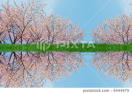 Cherry blossoms and watercolor 6444979