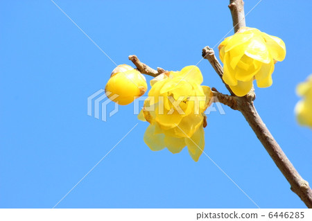 滿月蠟李子 滿月蠟李子 6446285