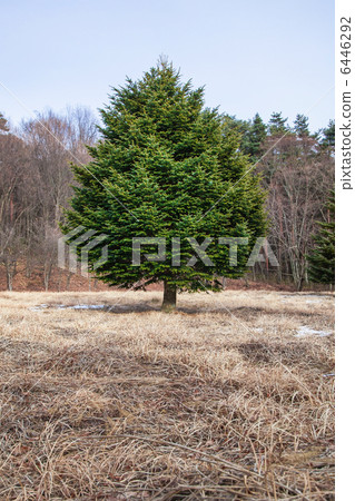 One fir tree One fir tree 6446292