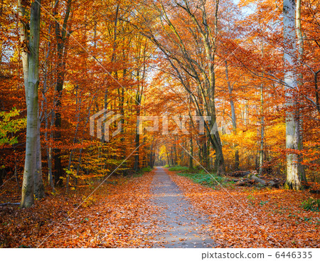 Pathway in the autumn forest 6446335