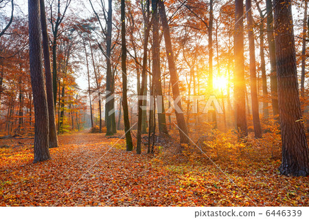 Sunset in the autumn forest 6446339