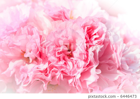 Close up of blooming sakura 6446473