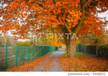 Red autumn oak tree 6446632
