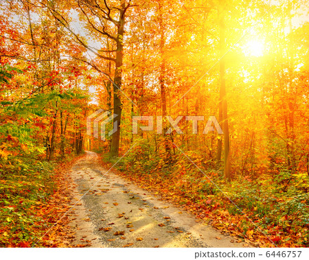 Pathway in the autumn forest Pathway in the autumn forest 6446757