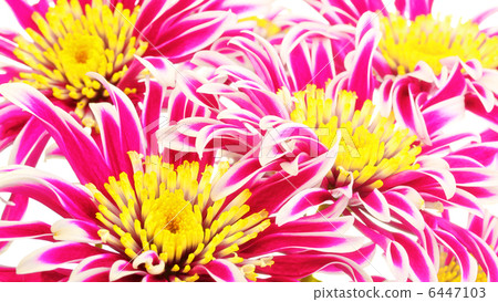 Red Chrysanthemum 6447103