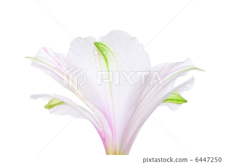 White Lily 6447250