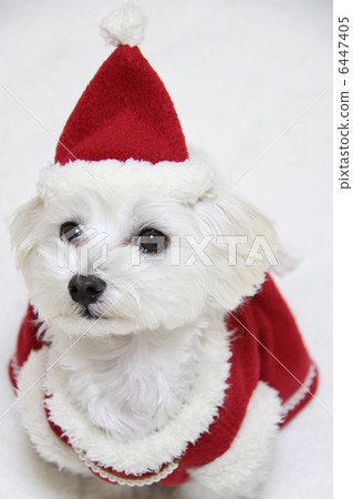 Dog in handmade Santa clothing 6447405