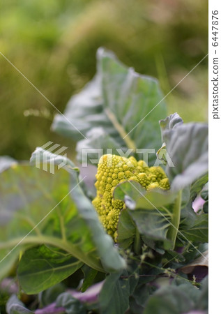 Romanesco Romanesco 6447876
