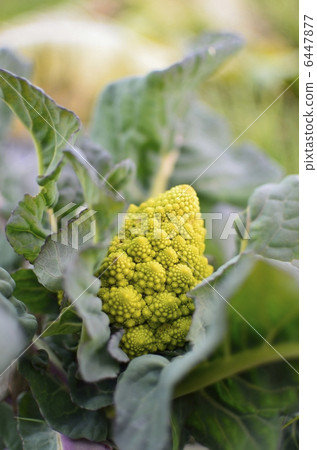 Romanesco Romanesco 6447877