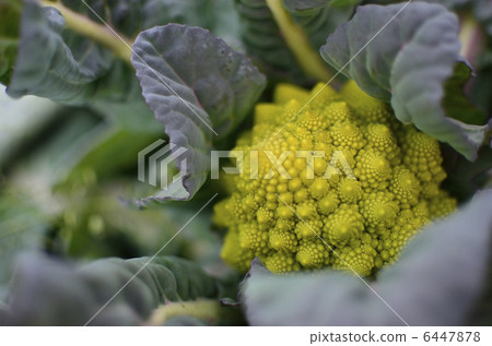 Romanesco 6447878