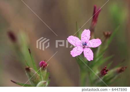 Nohara Nadesico Flower Nohara Nadesico Flower 6447890