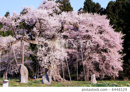 Oka cherry blossom viewer cherry tree creek oven Oka cherry blossom viewer cherry tree creek oven 6448129