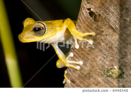 Gunthers Banded Treefrog (Hypsiboas fasciatus) 6448348