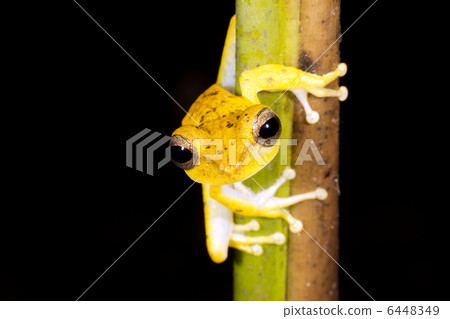 Gunthers Banded Treefrog (Hypsiboas fasciatus) 6448349