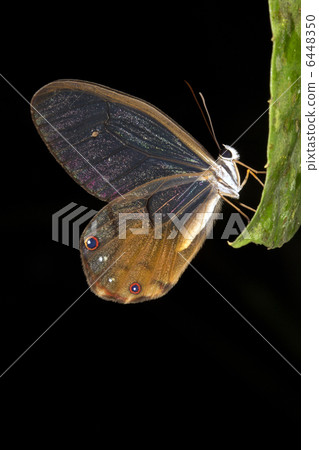 Glasswing butterfly (Cithaerias sp. fam. Satyridae) Glasswing butterfly (Cithaerias sp. fam. Satyridae) 6448350