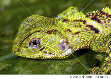 Amazon forest dragon (Enyalioides laticeps) Amazon forest dragon (Enyalioides laticeps) 6448351