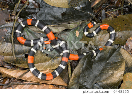Eastern ribbon coral snake (Micrurus lemniscatus) 6448355
