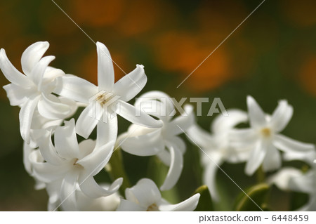 Hyacinth Hyacinth 6448459