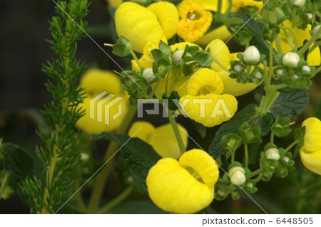 Calceulararia Calceulararia 6448505