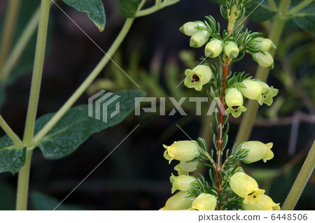 Erika Brand Foria 6448506